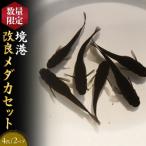 境港改良メダカセット 4匹