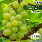 ぶどう 2026年 マスカット オブ アレキサンドリア 約600g×1…