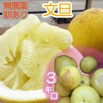先行受付令和8年3月 訳あり 文旦 3kg