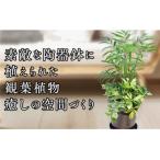 季節の観葉植物寄せ植え 6号陶器鉢 鉢色