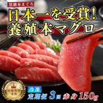 まぐろ マグロ 本鮪 黒潮本まぐろ 赤身 定期便