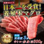 まぐろ マグロ 本鮪 黒潮本まぐろ 中トロ 赤身