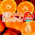 S117-003_香りを食す 熟成完熟天草ぽんかん