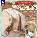 エゾ鹿の角先 Lサイズ×2本セット 1本物