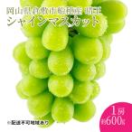 ふるさと納税 瀬戸内市 【プレミアムシャインマスカット 晴王 1房 約600g 】赤秀品以上 [No.5735-1958]
