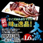 ふるさと納税 国東市 【訳あり】逸品!肉厚烏賊の一夜干したっぷり10尾/約1.6kg _2367R