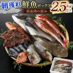 朝獲れ鮮魚ボックス 美保湾の恵み 計2.5kg以上