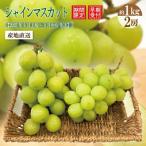 ふるさと納税 四万十市 【早期受付・数量限定】四万十市産シャインマスカット2房(約1kg)【2025年9月上旬〜9月中旬発送