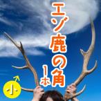 エゾ鹿の角 小1本 40cm~50cm前後