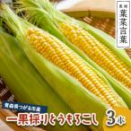 葉菜言葉の一果採りとうもろこし 3本