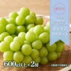 ぶどう 2026年 シャインマスカット 600g以上×2房