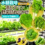 水耕栽培 野菜詰合せ おまかせ5品種 FZ23-641
