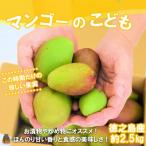 この時期だけの珍しい果実 徳之島産マンゴーのこども 約2.5…