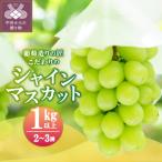 ショッピングふるさと納税 シャインマスカット ふるさと納税 甲府市 【☆先行受付☆2026年/令和8年発送分】シャインマスカット(こだわり)1.0kg以上〈2〜3房〉