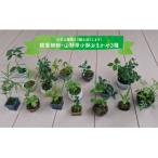 ミニ観葉植物