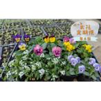 季節のお任せ鉢花 ポット植え 定期便 ガーデニング
