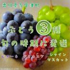 ぶどう3種たべくらべ 旬のぶどう1種類ずつお届け
