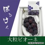 ぶどう 2026年 ぼっけえ 大粒 ニューピオーネ