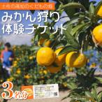 みかん狩り体験チケット 3名分 10月中旬~12月中旬頃