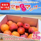 訳あり ピンポン玉サイズの徳之島産完熟ミニマンゴー1.5kg …