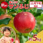 りんご 約5kg