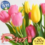 チューリップ切花20本入り 2品種×各10本