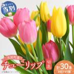 チューリップ切花30本入り 3品種×各10本