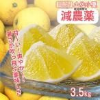 令和9年 小夏3.5キロ 柑橘 フルーツ 日向夏