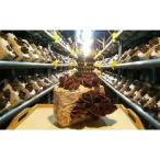 fu.... налог Kawasaki город . пустой . иудино ухо ( сырой ). комплект 