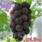 <旬のブドウ 藤稔 約1.5kg>