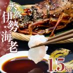 天然伊勢海老1.5kg サイズ 匹数おまかせ