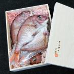 天然鳴門鯛 一夜干し 250g