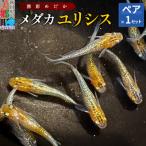 めだか ユリシス 1ペア メダカ 生体 観賞用