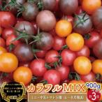 <約900g×3回 定期便 >カラフルトマト