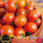 <約2.4kg×3回 定期便>訳あり