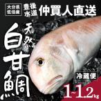 白甘鯛 1尾