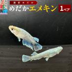 めだか エメキン 1ペア メダカ 生体 観賞用