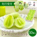 ひとつぶのシャインマスカット 個数 10個入
