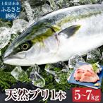 ※着日指定不可※ 天然ブリ1本 5キロ~