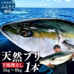 高知産 天然ぶり まるごと1本 下処理なし