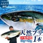土佐清水産天然ぶり まるごと1本 下処理あり