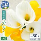 カラー切花30本入り 3~4品種 計30本