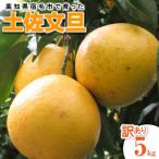 先行受付 土佐文旦 5kg