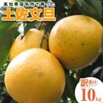 先行受付 土佐文旦 10kg