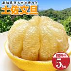 先行受付 土佐文旦 5kg