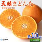 天晴まどんな 愛媛果試28号 ご 約10kg