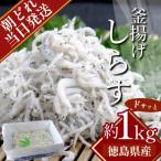 しらす 冷蔵 1kg