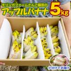 モリンガファームさんご園芸のアップルバナナ5kg