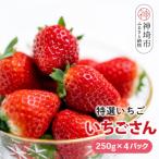 ふるさと納税 神埼市 【先行受付 R8年1月下旬より発送】特選いちご(いちごさん) 250g×4パック(H101107)