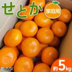 せとか 5kg